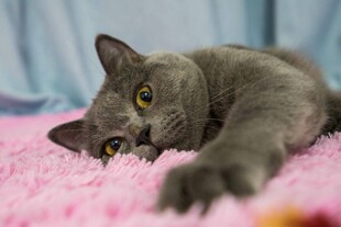 慵懒灰猫趴于粉色毛毯上