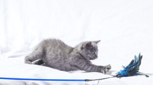 灰猫玩逗猫棒瞬间