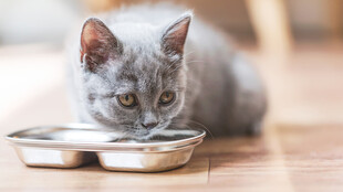 灰猫趴在双碗前进食