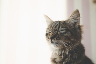 闭眼的可爱长毛猫咪
