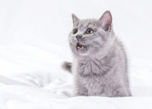 灰色猫咪坐于白色床面