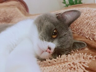 慵懒猫咪惬意躺卧