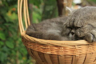 篮子里酣睡的可爱猫咪