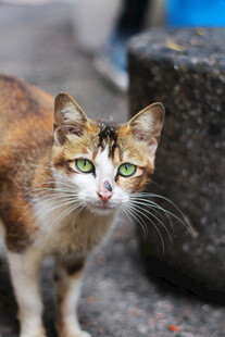 街头三色猫特写