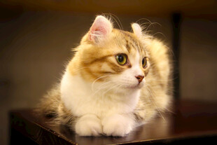 可爱猫咪趴于桌面