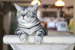 可爱条纹猫趴在台面上
