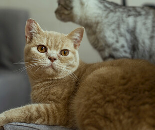 橘猫静卧与后方猫咪对视