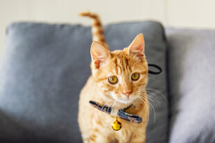 可爱橘猫带项圈望向上方