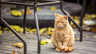 户外椅子旁的橘色猫咪