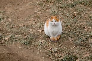 草地中的可爱花猫