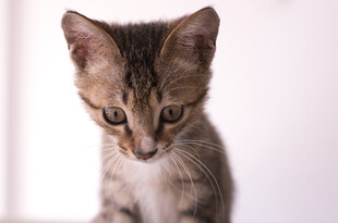 可爱小猫咪特写