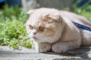 趴着的可爱加菲猫