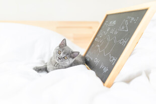 小猫依偎在黑板旁