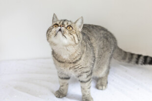 抬头张望的条纹猫咪