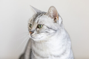 银白条纹猫侧头凝视