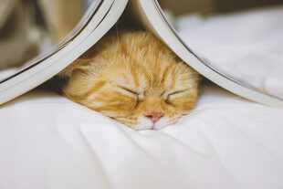 橘猫惬意躲在布下安睡