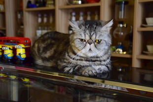 慵懒猫咪趴于杂乱桌面