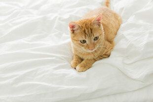 橘猫趴卧在柔软白床单上