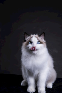 可爱布偶猫吐舌卖萌