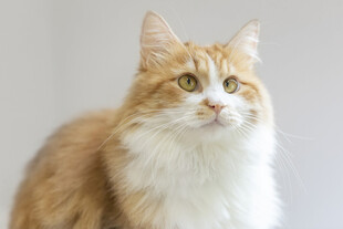 可爱长毛猫抬头凝视