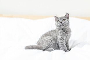 灰色小猫端坐于白色床铺