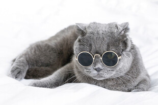 戴墨镜的酷萌猫咪
