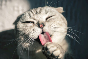 猫咪惬意舔爪瞬间