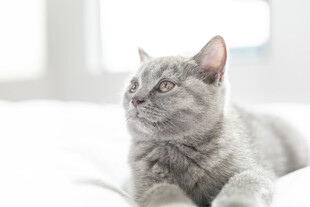 灰色猫咪惬意趴卧