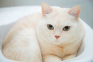 可爱猫咪静卧于容器中