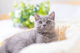 灰色小猫卧于柔软垫子上