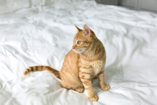 橘猫端坐于柔软白床上