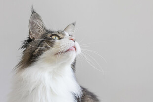 长毛猫仰头神态特写