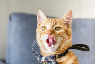 吐舌橘猫表情超萌