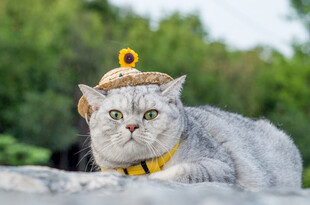 戴帽萌猫姿态可爱