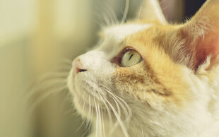 可爱三色猫抬头凝望