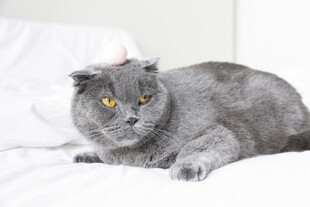 灰色猫咪慵懒躺于床上