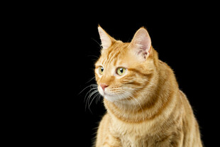 橘色猫咪侧头凝视画面