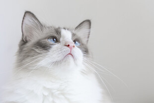 蓝眼布偶猫抬头凝望