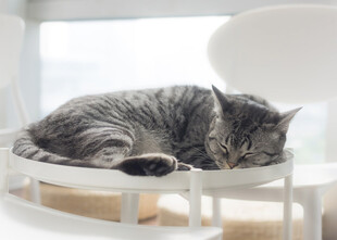 猫咪惬意躺于白色椅上