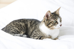 卧于白床的斑纹猫咪