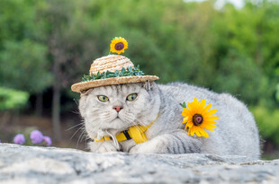 戴草帽的萌猫