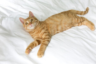 橘猫惬意躺于白色床面