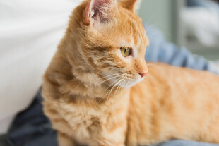 橘猫端坐凝视侧颜照