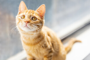 橘猫抬头望