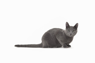 灰色猫咪蹲坐