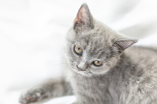 可爱灰猫趴卧姿态