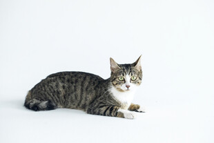可爱斑纹猫趴于白色背景
