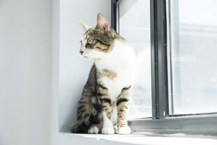 窗边猫咪眺望远方