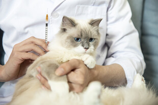 医生怀抱检查中的布偶猫