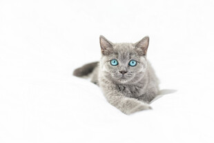 蓝眼灰猫趴卧特写